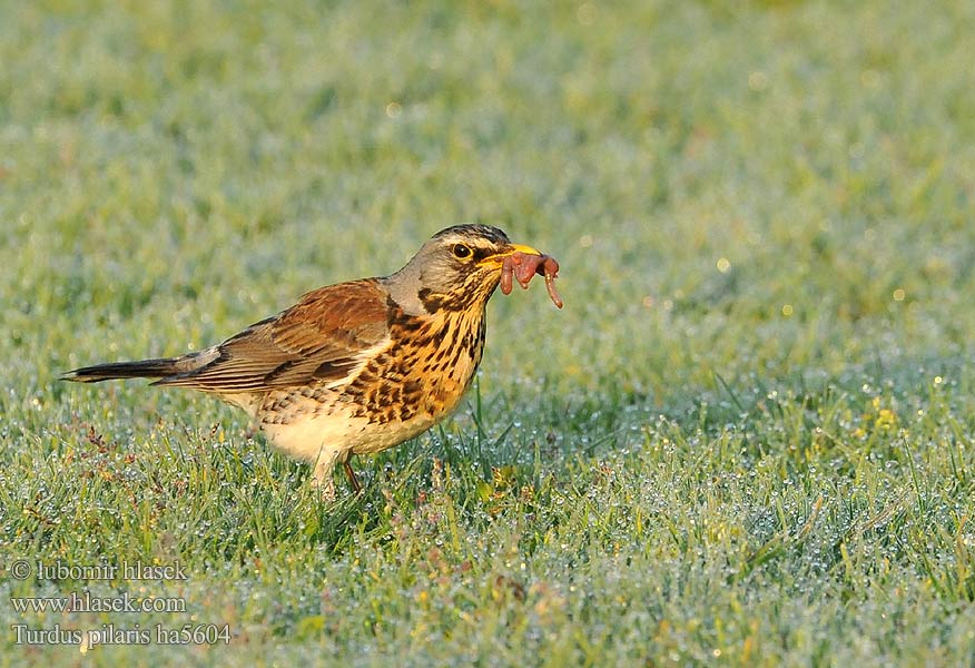 Grive litorne Kramsvogel Cesena