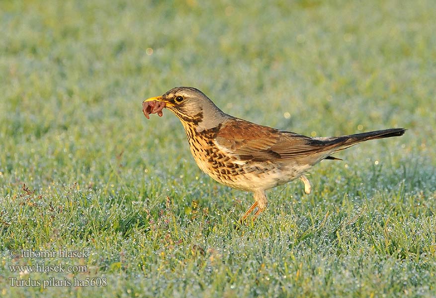 Turdus pilaris ha5608