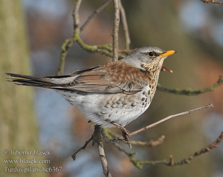 Turdus pilaris Fieldfare Sjagger Räkättirastas