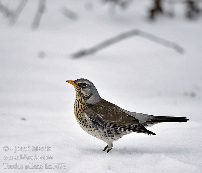 Drozd kvíčala Turdus pilaris