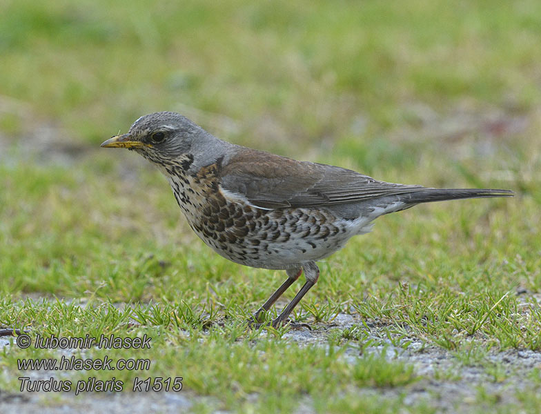 Fieldfare Turdus pilaris