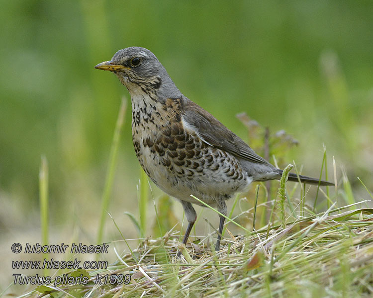 Sjagger Turdus pilaris