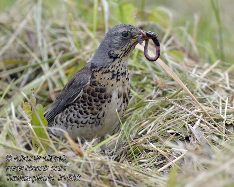 Räkättirastas Turdus pilaris