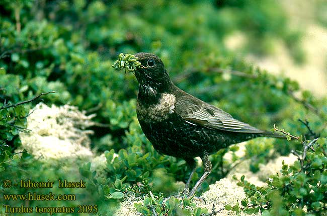 Turdus torquatus Ring Ouzel Ringdrossel Ringamsel Merle plastron