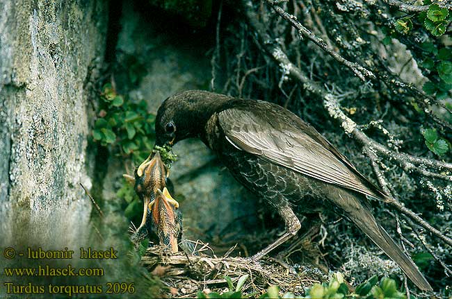 Turdus torquatus 2096