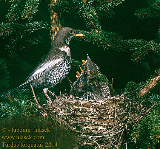 Turdus torquatus Белозобый дрозд クビワツグミ