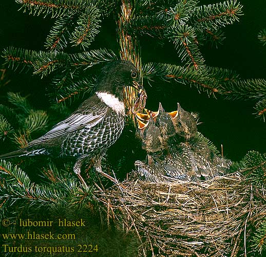 Turdus torquatus Гірський дрізд Boğmaklı Ardıç