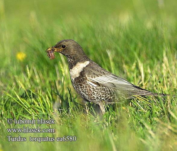 Turdus torquatus Ring Ouzel Ringdrossel Kos horský