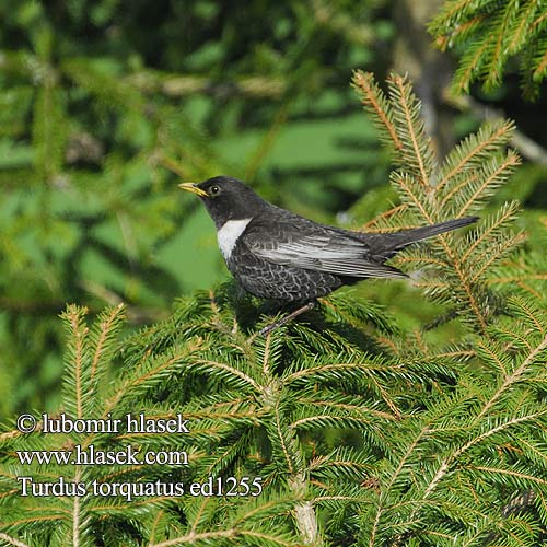 Turdus torquatus ed1255