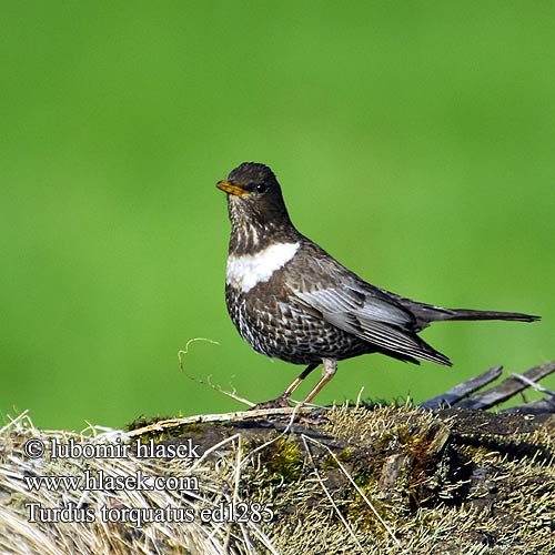 Turdus torquatus ed1285