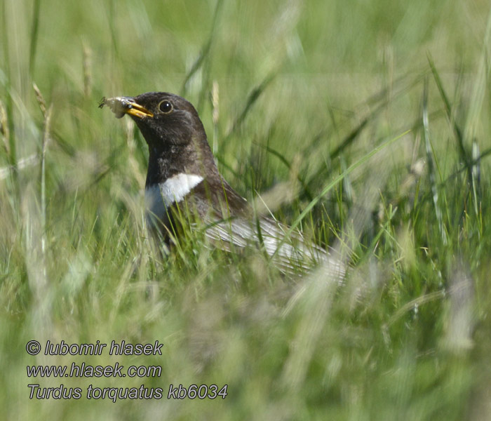 الشحرور أبيض الحنجرة Χιονότσιχλα Turdus torquatus