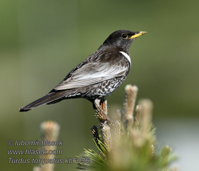 Белозобый дрозд クビワツグミ Turdus torquatus