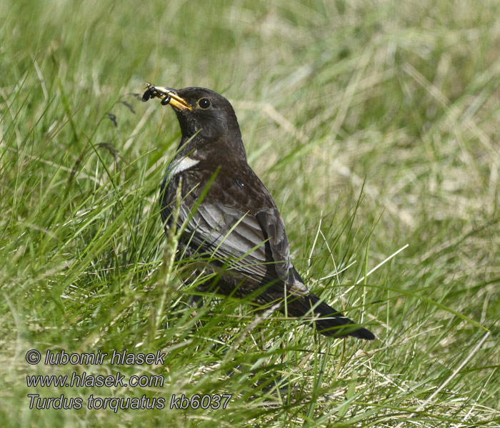 Drozd obrożny Kolohrivec Ringtrost Ringtrast Turdus torquatus