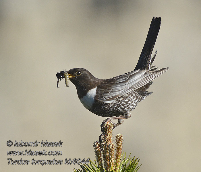 Beflijster Sepelrastas Merlo collare Turdus torquatus