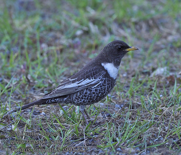 Kos horský Turdus torquatus