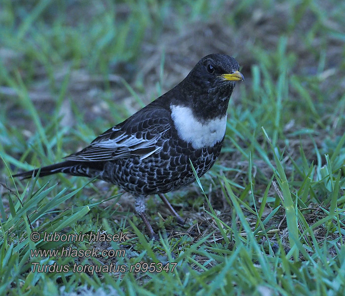 Ringamsel Merle plastron Mirlo Capiblanco Turdus torquatus