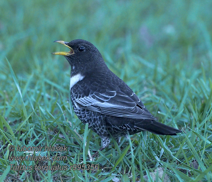 Boğmaklı Ardıç Örvös rigó Ring Ouzel Ringdrossel Turdus torquatus