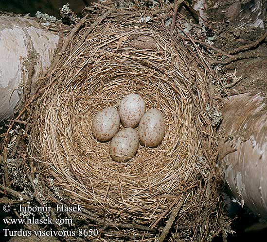 Turdus viscivorus 8650