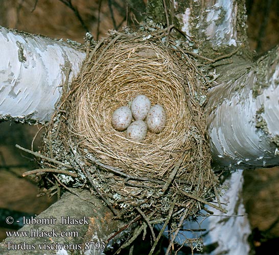 eggs nest Turdus viscivorus Paszkot Drozd trskotavý brávník Zorzal charlo Björktrast 槲鸫 Деряба ヤドリギツグミ السمنة الرقشاء Τσαρτσάρα Tordeia Дрізд-омелюх Ökse ardıcı קכלי גדול