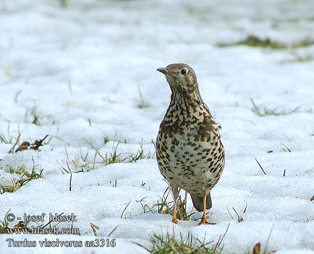 Turdus viscivorus Mistle Thrush Misteldrossel Kulorastas Grive draine Grote lijster Tordela Léprigó Paszkot Drozd trskotavý brávník Zorzal charlo Björktrast 槲鸫 Деряба ヤドリギツグミ السمنة الرقشاء Τσαρτσάρα Tordeia Дрізд-омелюх Ökse ardıcı קכלי גדול