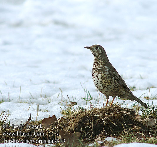 Turdus viscivorus Tordela Léprigó Paszkot Drozd trskotavý brávník Zorzal charlo Björktrast 槲鸫 Деряба ヤドリギツグミ السمنة الرقشاء Τσαρτσάρα Tordeia Дрізд-омелюх Ökse ardıcı קכלי גדול