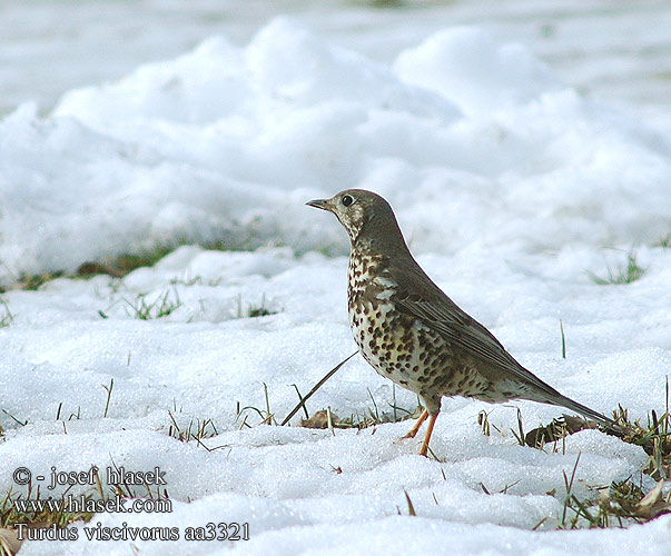 Turdus viscivorus 槲鸫 Деряба ヤドリギツグミ السمنة الرقشاء Τσαρτσάρα Tordeia Дрізд-омелюх Ökse ardıcı קכלי גדול  Mistle Thrush Misteldrossel Kulorastas Grive draine Grote lijster Tordela Léprigó Paszkot Drozd trskotavý brávník Zorzal charlo Björktrast