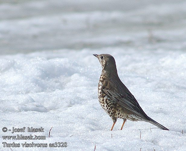 Turdus viscivorus Tordeia Дрізд-омелюх Ökse ardıcı קכלי גדול  Mistle Thrush Misteldrossel Kulorastas Grive draine Grote lijster Tordela Léprigó Paszkot Drozd trskotavý brávník Zorzal charlo Björktrast