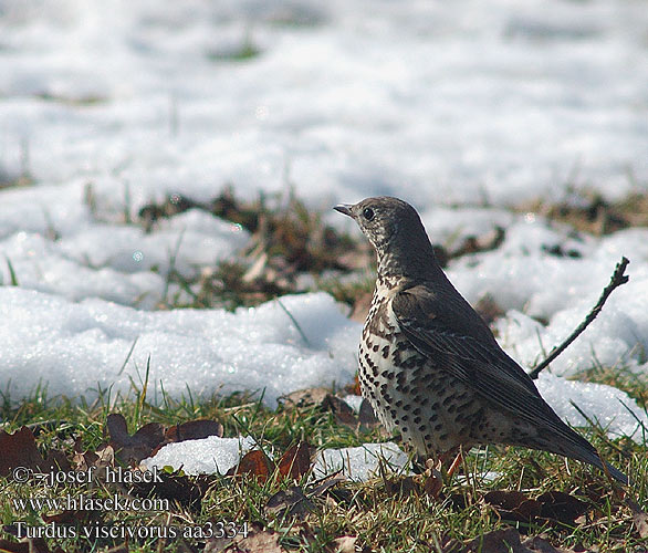 Turdus viscivorus Drozd trskotavý brávník Zorzal charlo Björktrast 槲鸫 Деряба ヤドリギツグミ السمنة الرقشاء Τσαρτσάρα Tordeia Дрізд-омелюх Ökse ardıcı קכלי גדול  Mistle Thrush Misteldrossel Kulorastas Grive draine Grote lijster Tordela Léprigó Paszkot