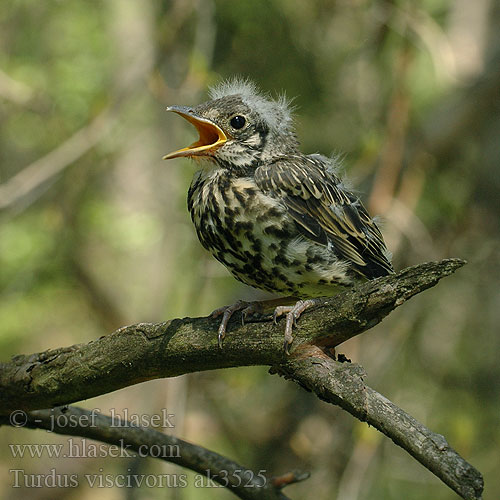 Turdus viscivorus ak3525