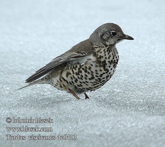 Turdus viscivorus Drozd trskotavý brávník Zorzal charlo Björktrast 槲鸫 Деряба ヤドリギツグミ السمنة الرقشاء Τσαρτσάρα Tordeia Дрізд-омелюх Ökse ardıcı קכלי גדול  Mistle Thrush Misteldrossel Kulorastas Grive draine Grote lijster Tordela Léprigó Paszkot