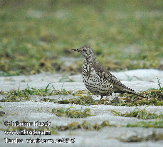 Turdus viscivorus السمنة الرقشاء Τσαρτσάρα Tordeia Дрізд-омелюх Ökse ardıcı קכלי גדול  Mistle Thrush Misteldrossel Kulorastas Grive draine Grote lijster Tordela Léprigó Paszkot