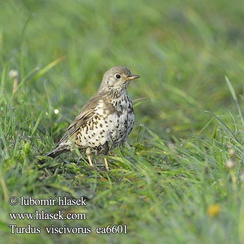 Turdus viscivorus Mistle Thrush Misteldrossel Kulorastas Grive draine Grote lijster Tordela Léprigó Paszkot Drozd trskotavý brávník Zorzal charlo Björktrast 槲鸫 Деряба ヤドリギツグミ السمنة الرقشاء Τσαρτσάρα Tordeia Дрізд-омелюх Ökse ardıcı קכלי גדול