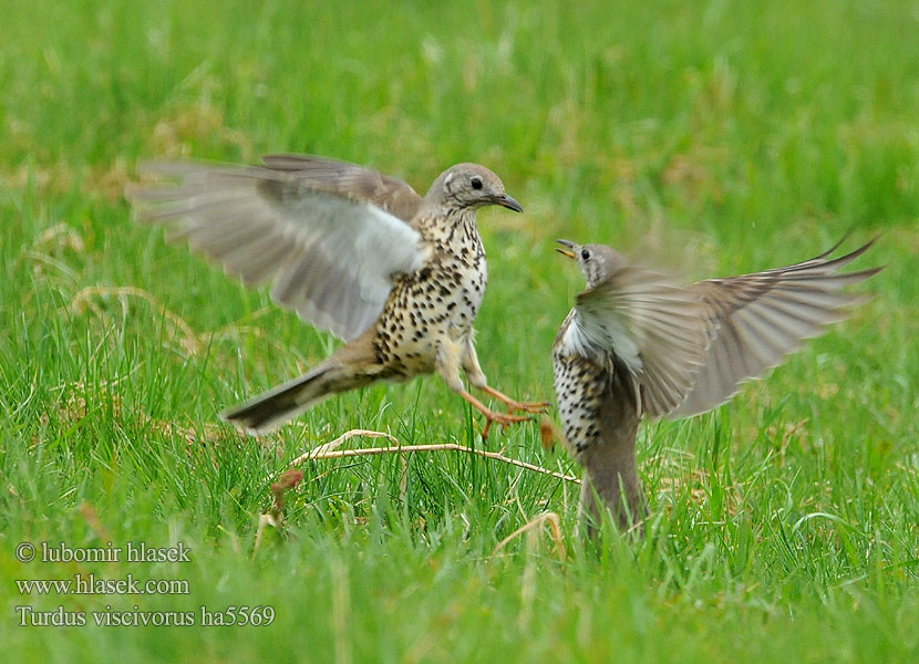 Mistle Thrush Misteldrossel Kulorastas Grive draine Grote lijster Tordela Léprigó Paszkot Drozd trskotavý brávník Zorzal charlo Björktrast 槲鸫 Деряба ヤドリギツグミ السمنة الرقشاء Τσαρτσάρα Tordeia Дрізд-омелюх Ökse ardıcı קכלי גדול Turdus viscivorus