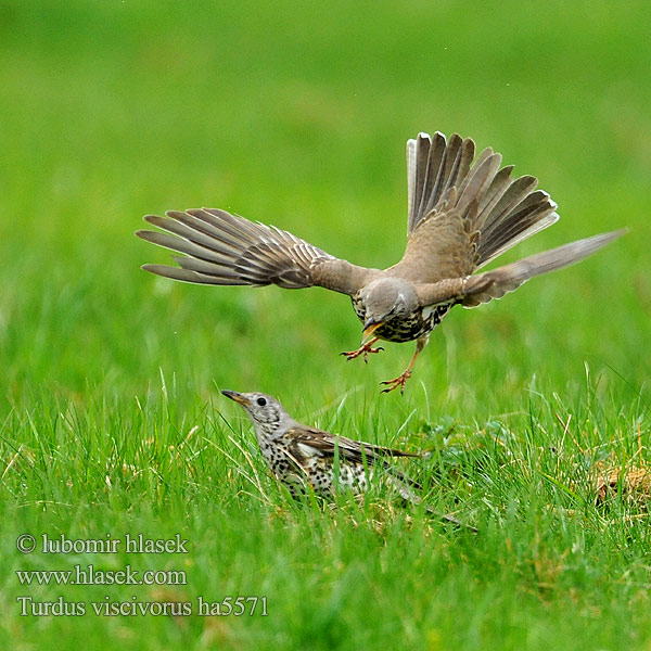 Turdus viscivorus ha5571