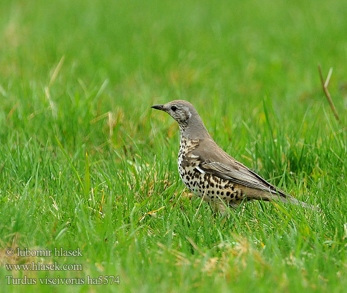 Turdus viscivorus ha5574