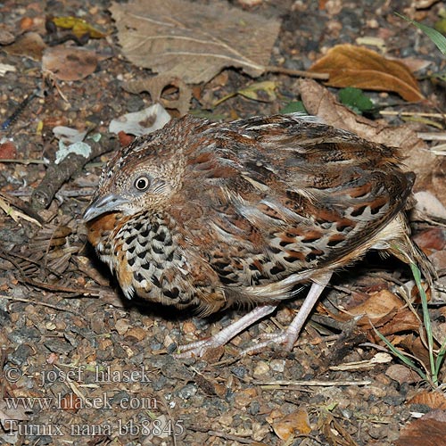 Turnix nana nanus hottentotta Black-rumped Buttonquail Hottentottenlaufhühnchen Swartrugkwarteltjie Kipururu Kiuno-cheusi Dværgløbehøne Turnix nain Quaglia tridattila groppanera コシグロミフウズラ Przepiórnik czarnorzytny