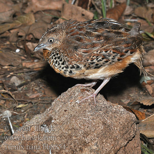 Turnix nain Quaglia tridattila groppanera コシグロミフウズラ Przepiórnik czarnorzytny Turnix nana nanus hottentotta Black-rumped Buttonquail Hottentottenlaufhühnchen Swartrugkwarteltjie Kipururu Kiuno-cheusi Dværgløbehøne