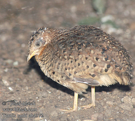 Turnix tanki Yellow-legged Buttonquail Gulbenet løbehøne ketopyyjuoksija Turnix indien Chinese Vechtkwartel Quaglia tridattila zampegialle Rotnacken-Laufhühnchen Rotnackenlaufhühnchen przepiórnik zóltonogi Perepel žlutonohý Torillo Tanki Gulfotad springhöna 黃腳三趾鶉 Трехперстка пятнистая チョウセンミフウズラ 세가락메추라기