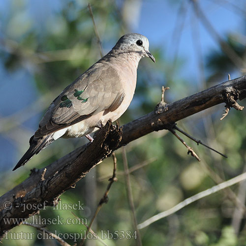 Turtur chalcospilos Emerald-spotted Wood-Dove Hrdlička zelenoskvrnná Groenvlekduifie Bronzeflecktaube Smaragdpletdue Palomita Aliverde Uikuttajakyyhky Tourtelette émeraudine Tortora macchiata smeraldo ミドリマダラバト Smaragdvlekduif  Turkaweczka zielonoplamkowa Rola-esmeraldina Hrdlička bronzovoškvrnná Stålfläcksduva