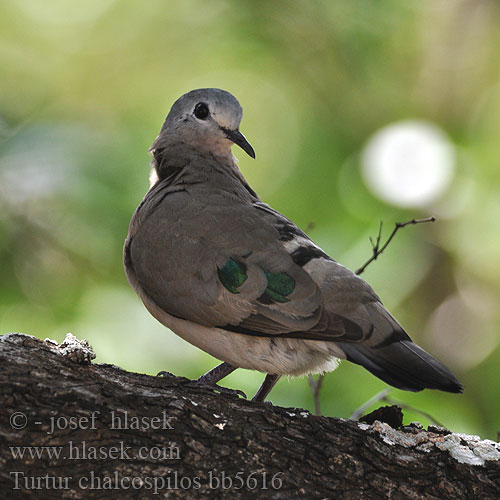 Turtur chalcospilos bb5616