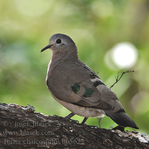 Turtur chalcospilos bb5622