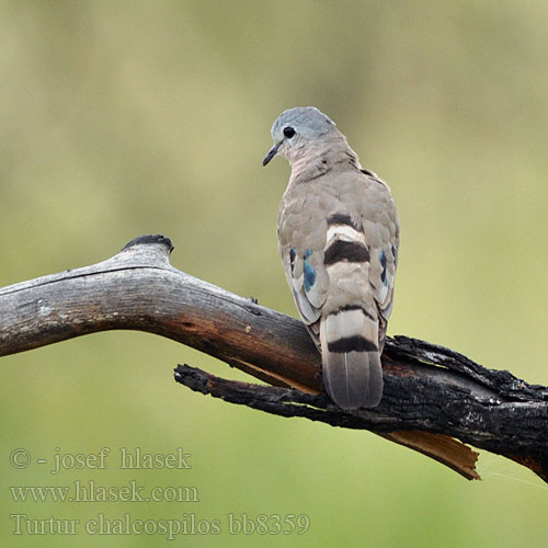 Smaragdvlekduif  Turkaweczka zielonoplamkowa Rola-esmeraldina Hrdlička bronzovoškvrnná Stålfläcksduva Turtur chalcospilos Emerald-spotted Wood-Dove Hrdlička zelenoskvrnná Groenvlekduifie Bronzeflecktaube Smaragdpletdue Palomita Aliverde Uikuttajakyyhky Tourtelette émeraudine Tortora macchiata smeraldo ミドリマダラバト