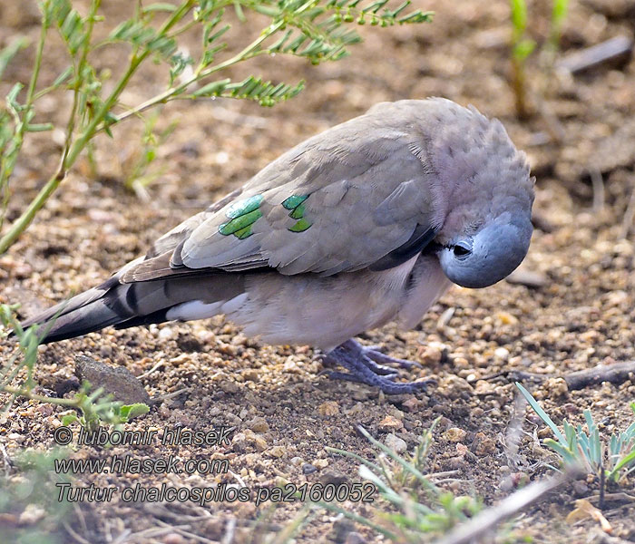 Turtur chalcospilos