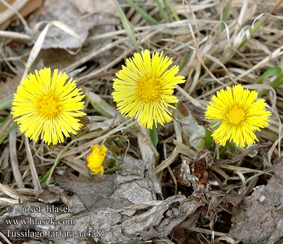 Tussilago farfara Tussilage Martilapu Šalpusnis Klein hoefblad