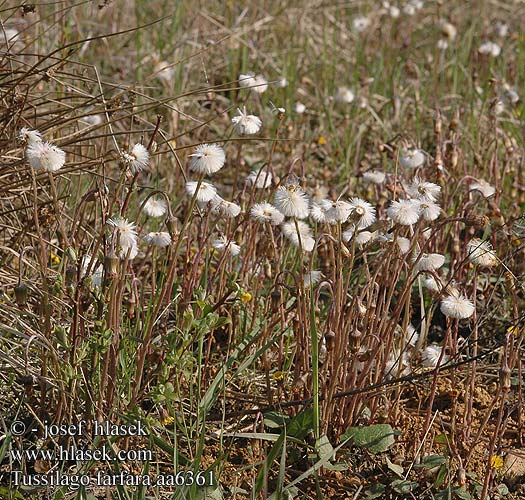 Tussilago farfara Martilapu Šalpusnis Klein hoefblad Hestehov