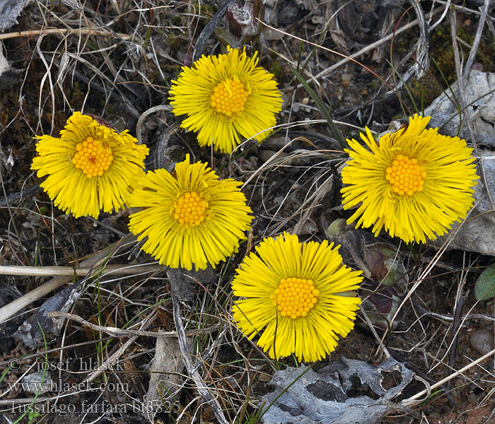 Tussilago farfara Almindelig Følfod