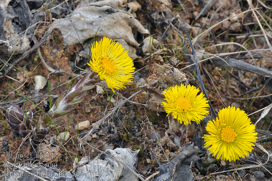 Tussilago farfara Coltsfoot