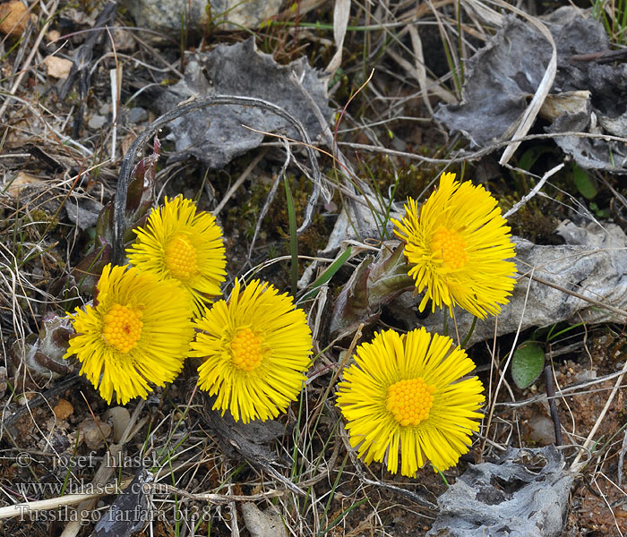 Tussilago farfara Leskenlehti