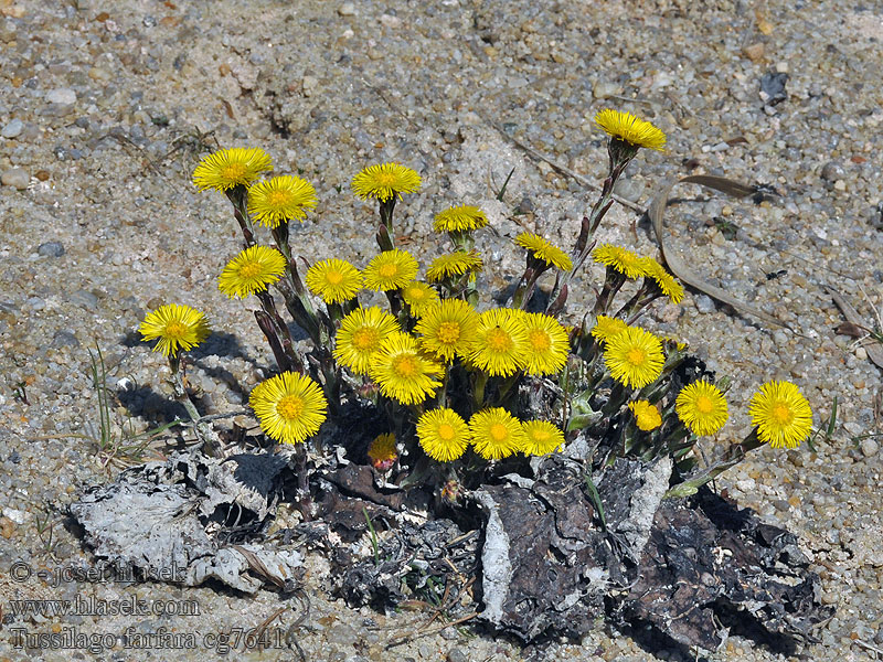 Tussilago farfara