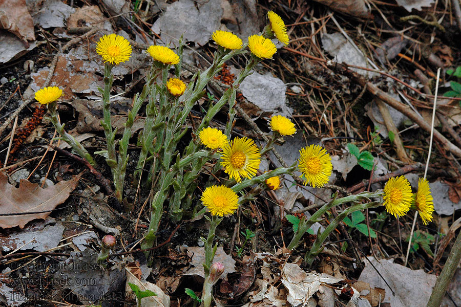 Tussilago farfara